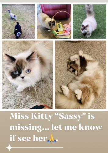 shawnee ragdolls