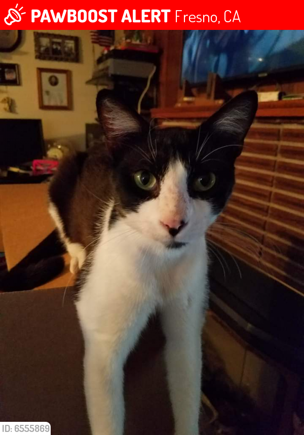 Lost Male Cat in Fresno, CA 93726 Named Beard (ID 6555869) PawBoost