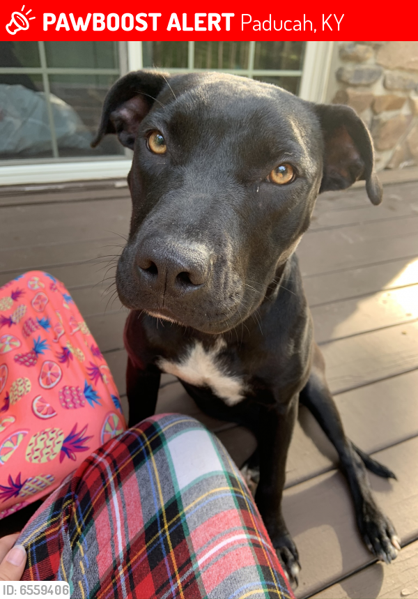 Lost Female Dog in Paducah, KY 42003 Named Lilo (ID 6559406) PawBoost