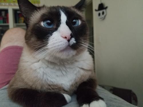 Lost Female Cat last seen Buena Vista and Three Ranch Rd., Duarte, CA 91010