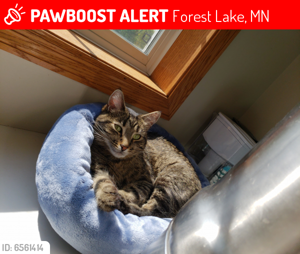 Lost Male Cat in Forest Lake, MN 55025 Named Roos (ID 6561414) PawBoost