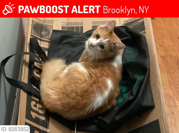  Lost  Female Cat  in Brooklyn NY  11237 Named Orange ID 