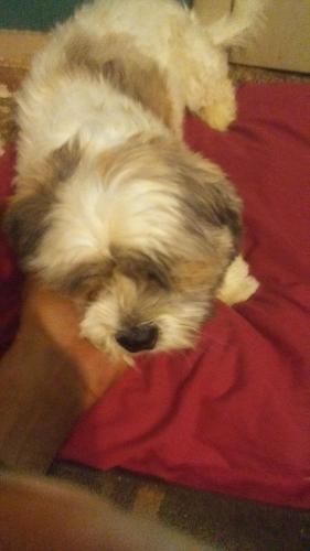 lost dog scarborough