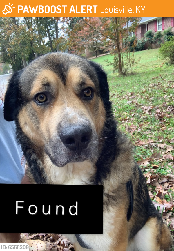Found/Stray Male Dog in Louisville, KY 40215 (ID 6568300) PawBoost