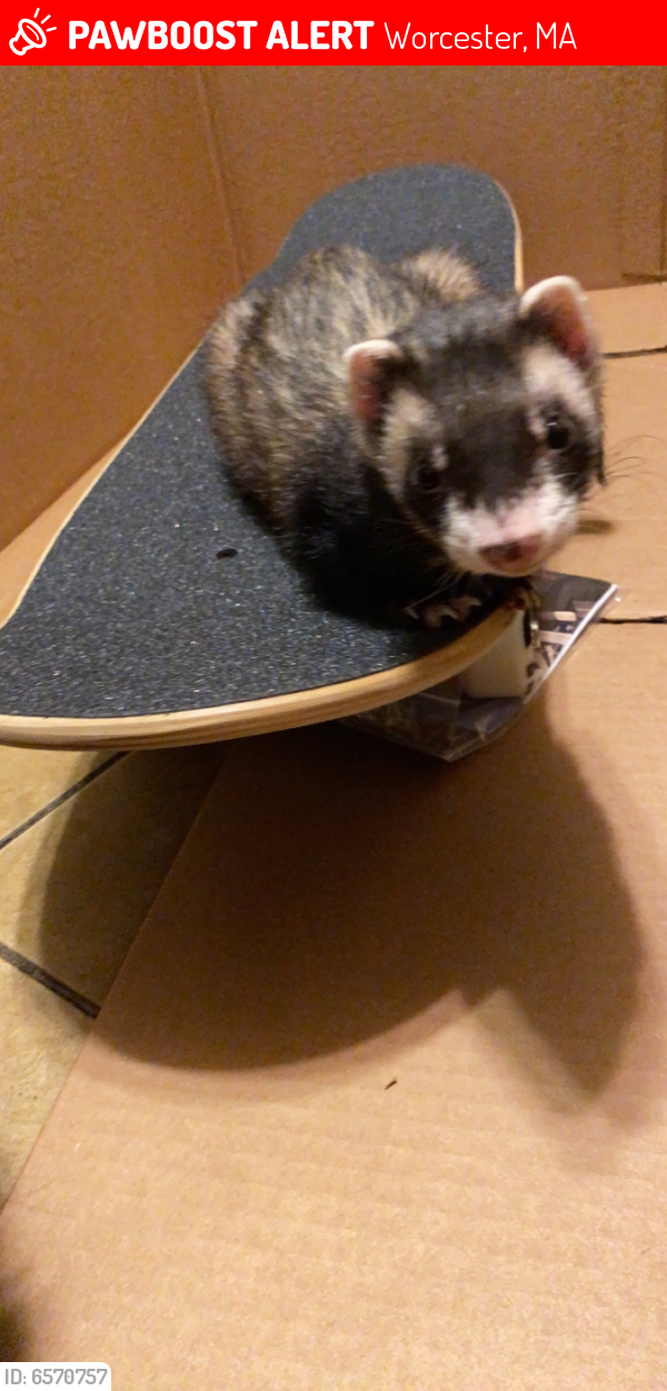 Lost Male Ferret in Worcester, MA 01602 Named Carl (ID 6570757) PawBoost