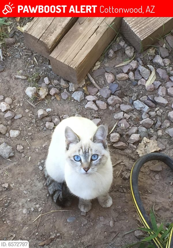 Lost Female Cat In Cottonwood Az 86326 Named Kitten Id 6572797 Pawboost