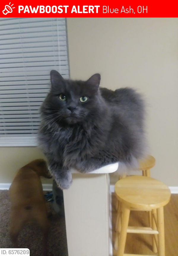 Lost Male Cat in Blue Ash, OH 45236 Named Tubbs (ID