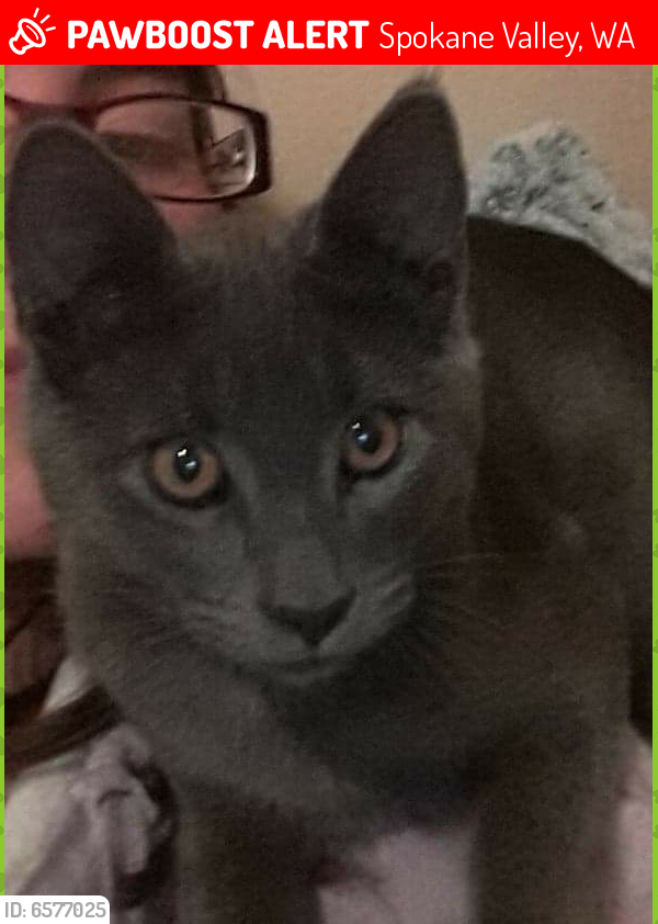 Lost Male Cat in Spokane Valley, WA 99212 Named Bear (ID 6577025