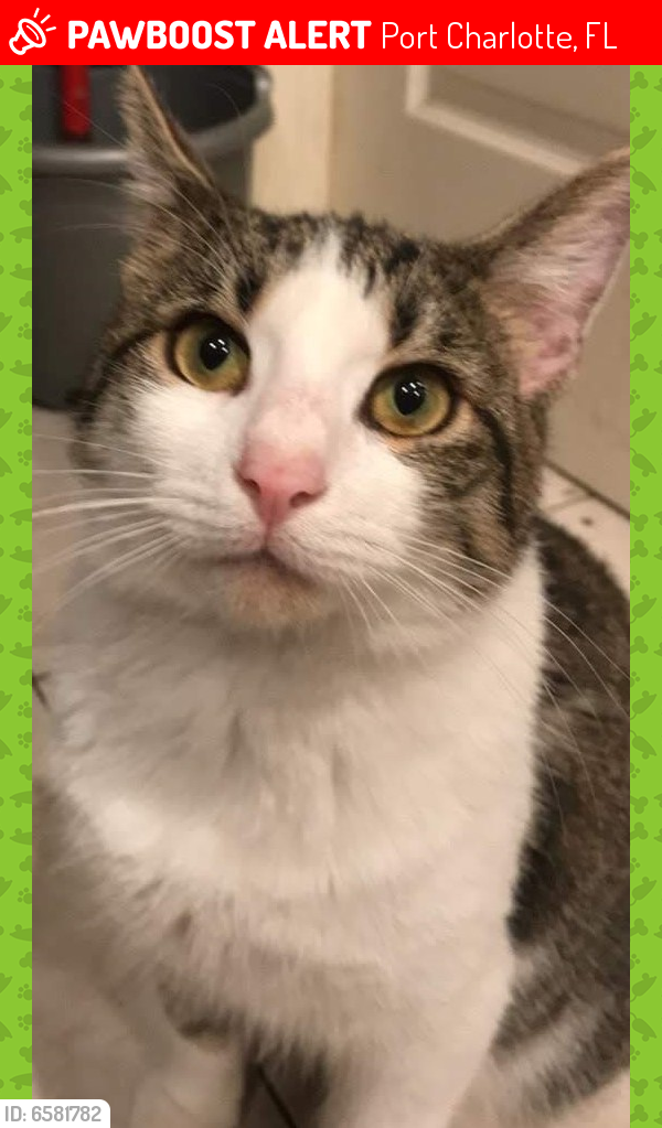 Lost Male Cat in Port Charlotte, FL 33952 Named Mow Mow (ID 6581782) PawBoost