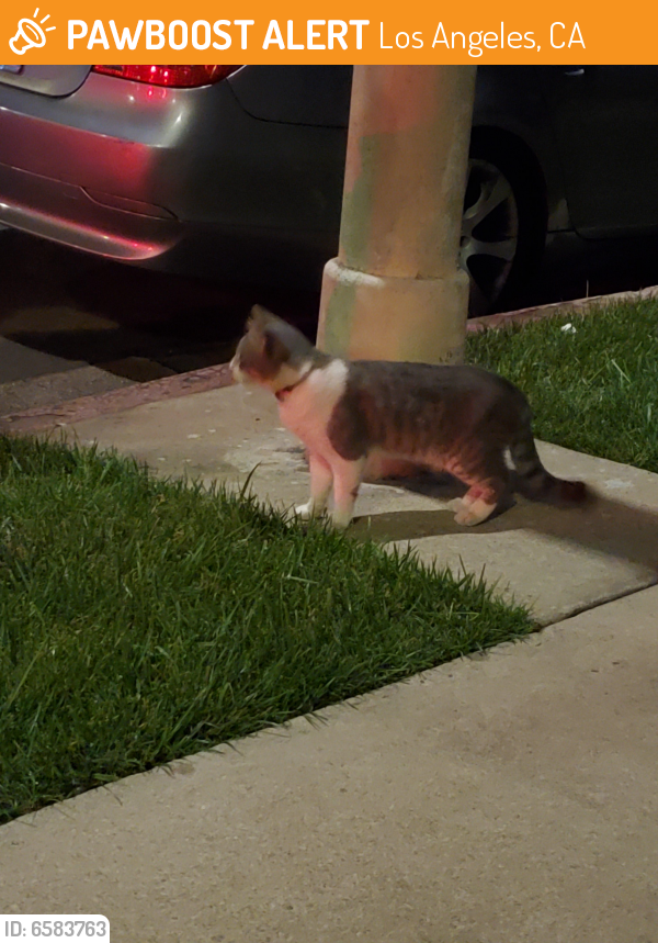 Found Stray Cat In Los Angeles CA 90501 ID 6583763 PawBoost how-to-find-a-lost-cat-tips-to-find-your-missing-cat-best-ways-to