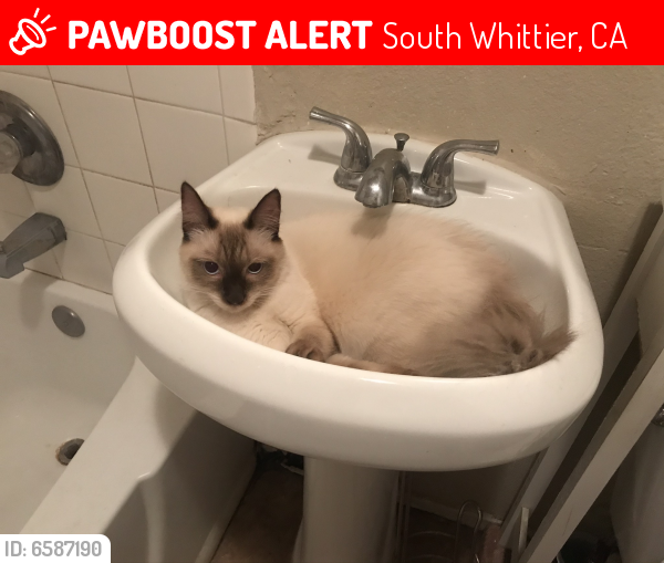 Lost Male Cat in South Whittier, CA 90605 Named Tobias (ID 6587190