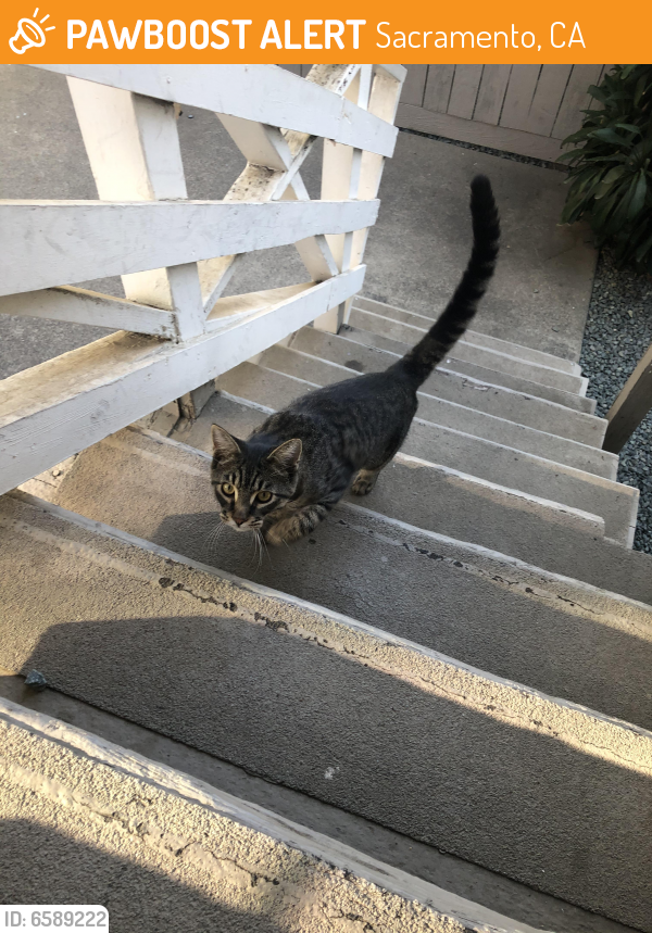 Found/Stray Cat in Sacramento, CA 95817 (ID: 6589222) | PawBoost