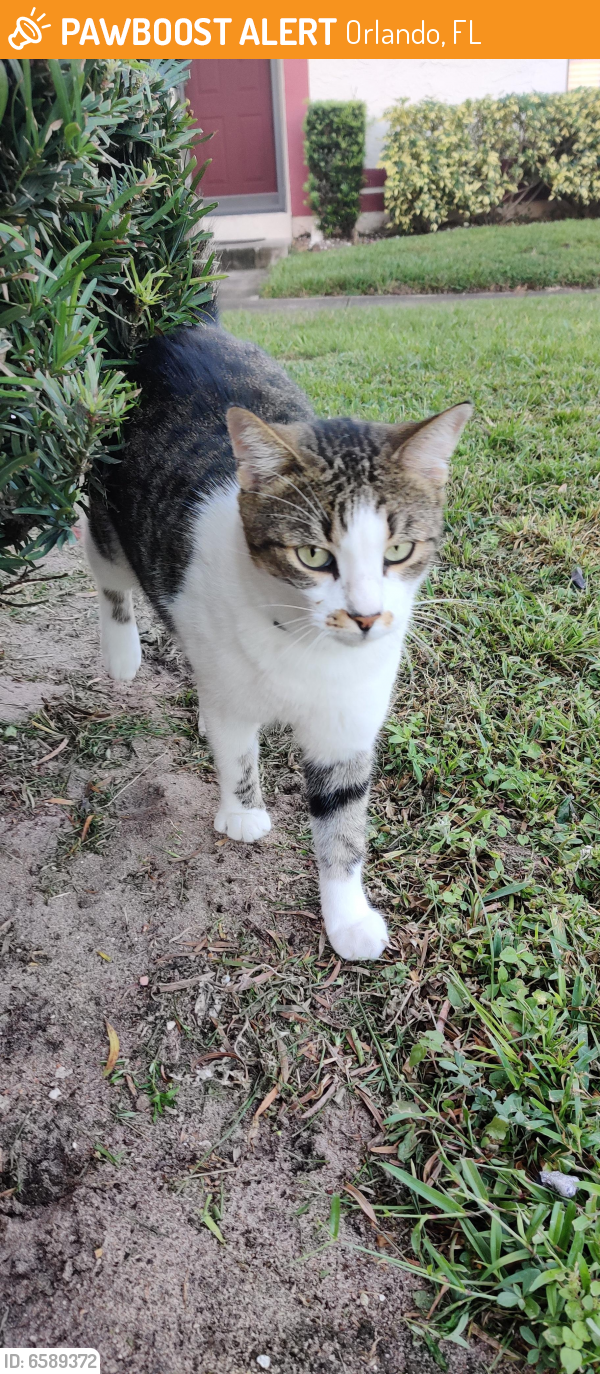 Found/Stray Male Cat in Orlando, FL 32807 (ID 6589372) PawBoost