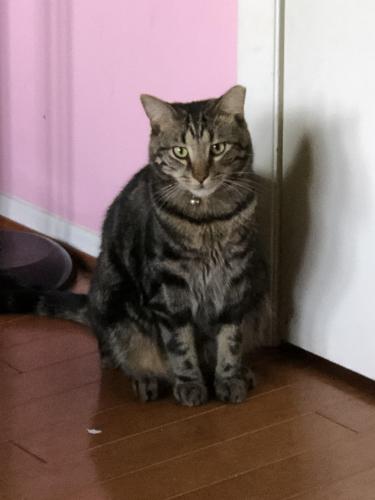 lost and found cats va