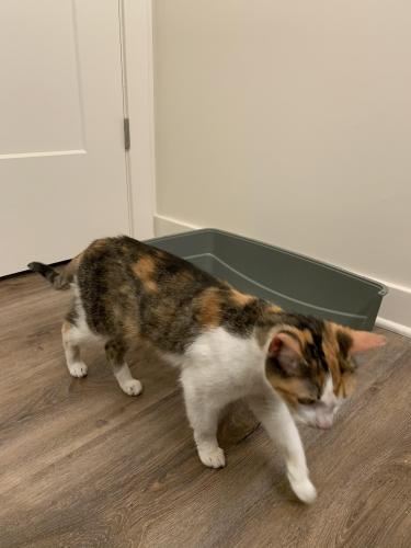 lost and found cats va