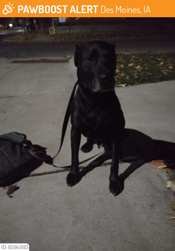 Found/Stray Male Dog in Des Moines, IA 50309 (ID: 6594895 ...