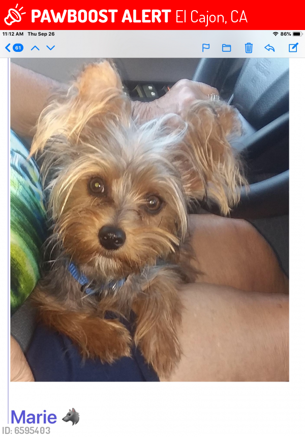 Deceased Male Dog in El Cajon, CA 92019 (ID: 6595403) | PawBoost