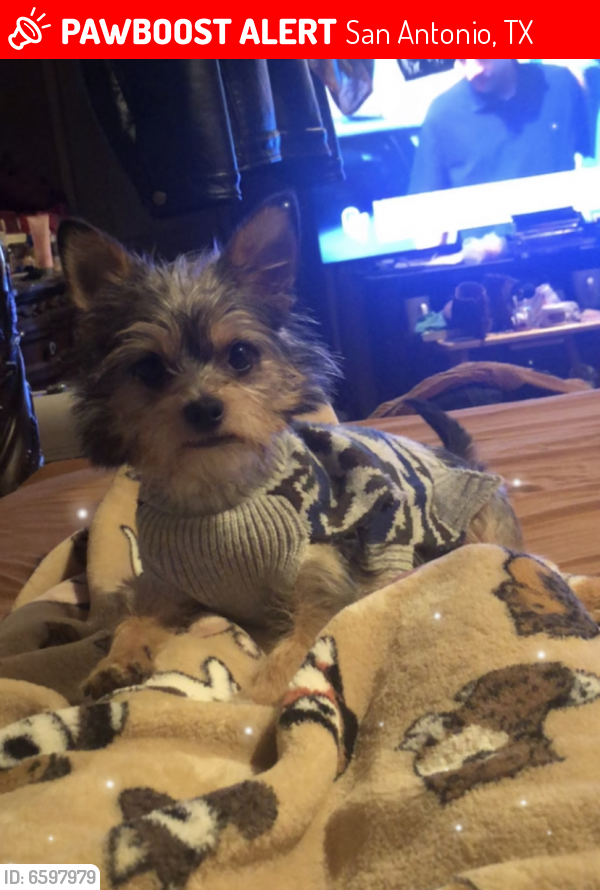 Lost Male Dog in San Antonio, TX 78250 Named Timmy (ID ...
