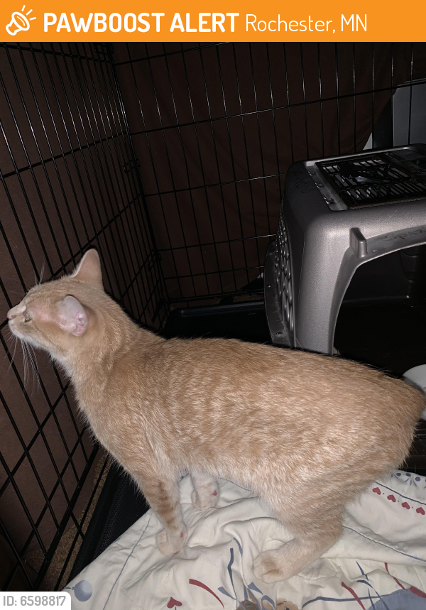 Found/Stray Female Cat in Rochester, MN 55906 (ID 6598817) PawBoost