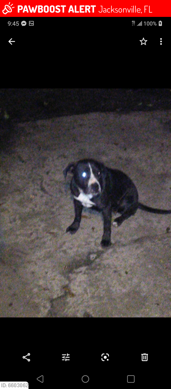Lost Female Dog in Jacksonville, FL 32209 Named Princess (ID 6603062