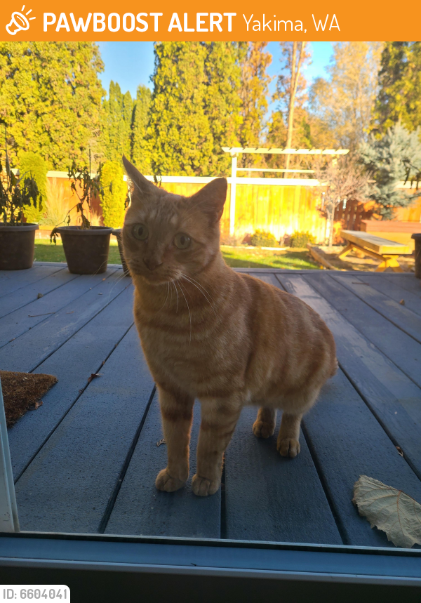 Found/Stray Cat in Yakima, WA 98903 (ID 6604041) PawBoost