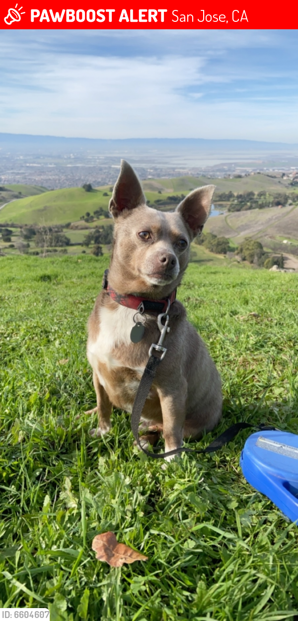 Lost Male Dog in San Jose, CA 95123 Named Ace (ID: 6604607) | PawBoost