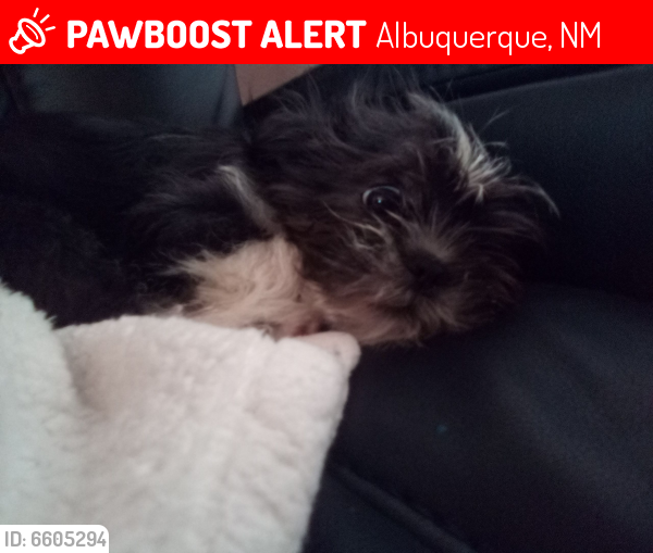 Lost Male Dog in Albuquerque, NM 87105 Named Dynero (ID ...