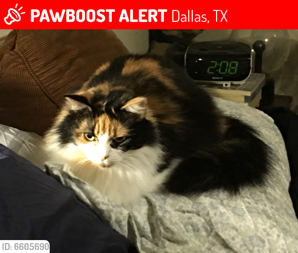Lost Female Cat in Dallas, TX 75214 Named Heaven (ID 6605690) PawBoost