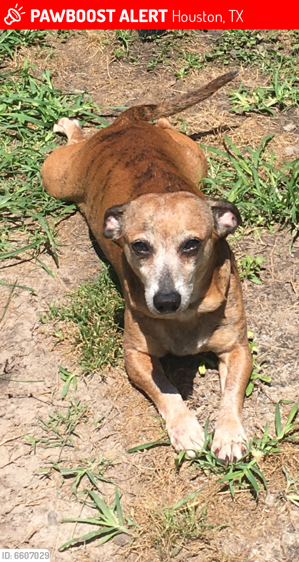 Lost Male Dog in Houston, TX 77037 Named Willie (ID 6607029) PawBoost
