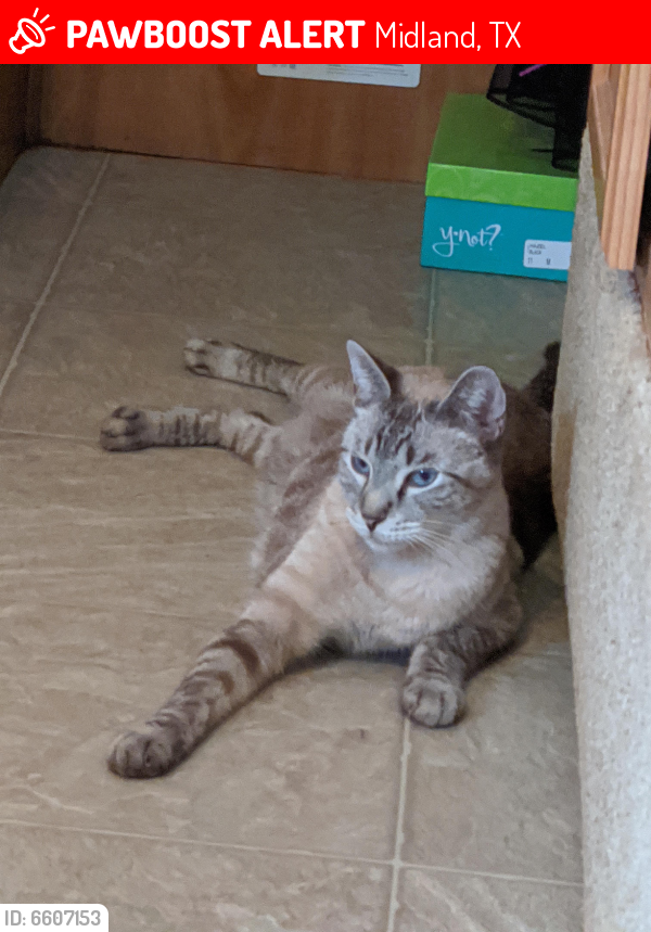 Lost Male Cat in Midland, TX 79705 Named Sam (ID 6607153) PawBoost