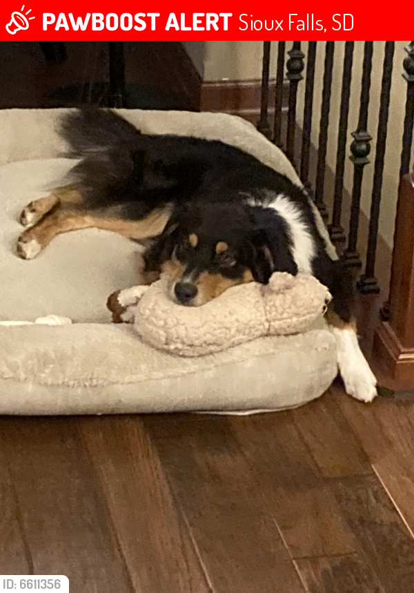 Lost Male Dog In Sioux Falls SD 57103 Named Fenway ID 6611356 PawBoost