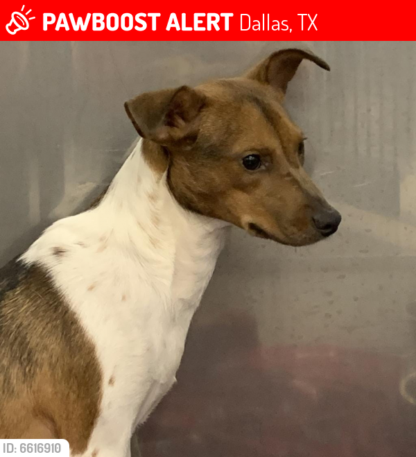 Lost Dog in Dallas, TX 75243 Named Flint (ID 6616910) PawBoost