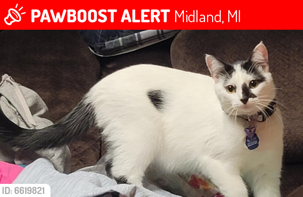 Lost Female Cat in Midland, MI 48642 Named Ciar (cure-a) (ID: 6619821 ...