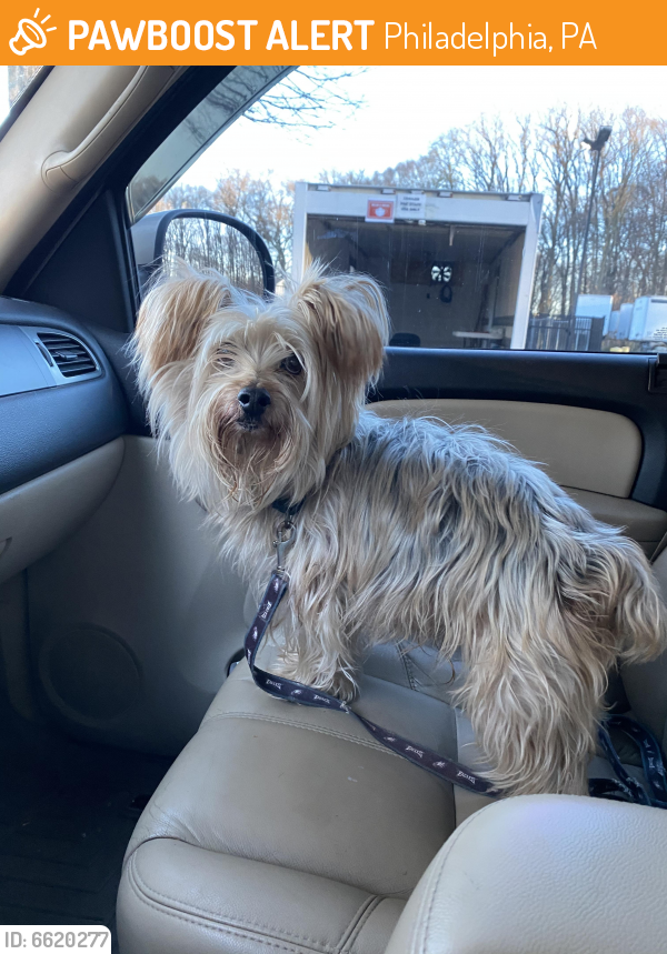 Rehomed Male Dog in Philadelphia, PA 19154 (ID 6620277) PawBoost