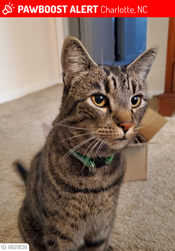 Lost Male Cat  in Charlotte NC 28226 Named Mordecai Mordy  