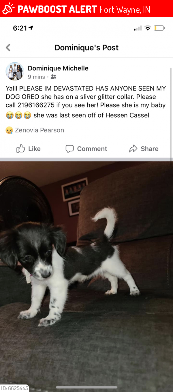 Lost Female Dog in Fort Wayne, IN 46806 Named Oreo (ID: 6625445) | PawBoost