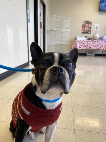 Found/Stray Male Dog last seen Modaff & 87th st, Bolingbrook, IL 60490