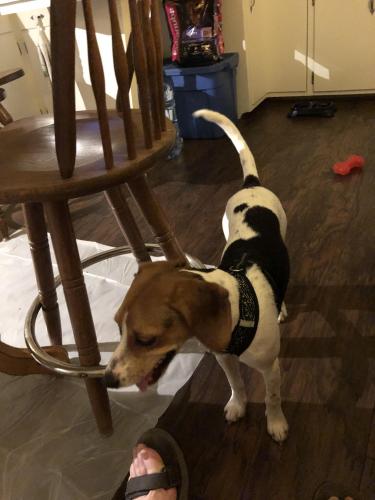 Lost Female Dog last seen Along Dulles greenway, Ashburn, VA 20148