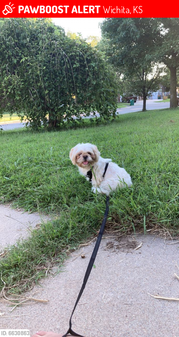 Lost Female Dog in Wichita, KS 67209 Named Chanel (ID ...