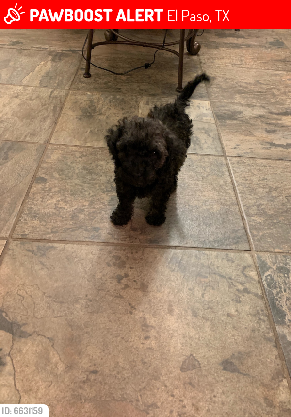 Lost Male Dog in El Paso, TX 79938 Named Oreo (ID: 6631159 ...