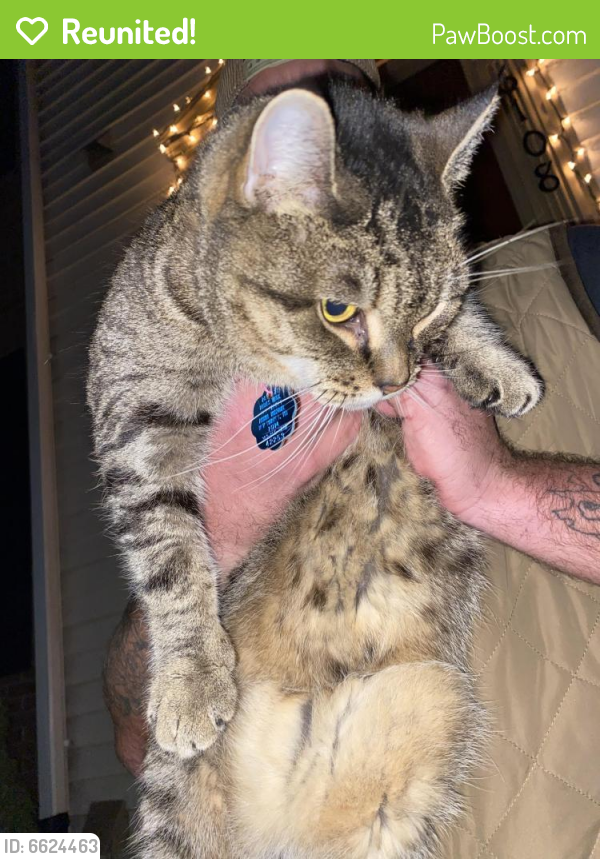 Reunited Cat in Frederick, MD 21701 (ID 6624463) PawBoost