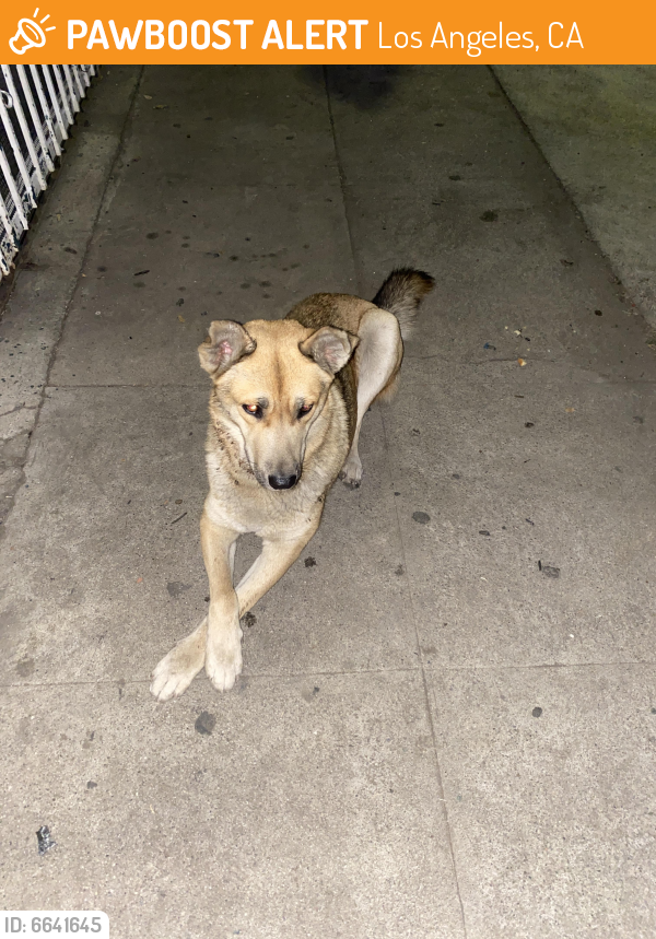 Found/Stray Female Dog in Los Angeles, CA 90247 (ID 6641645) PawBoost