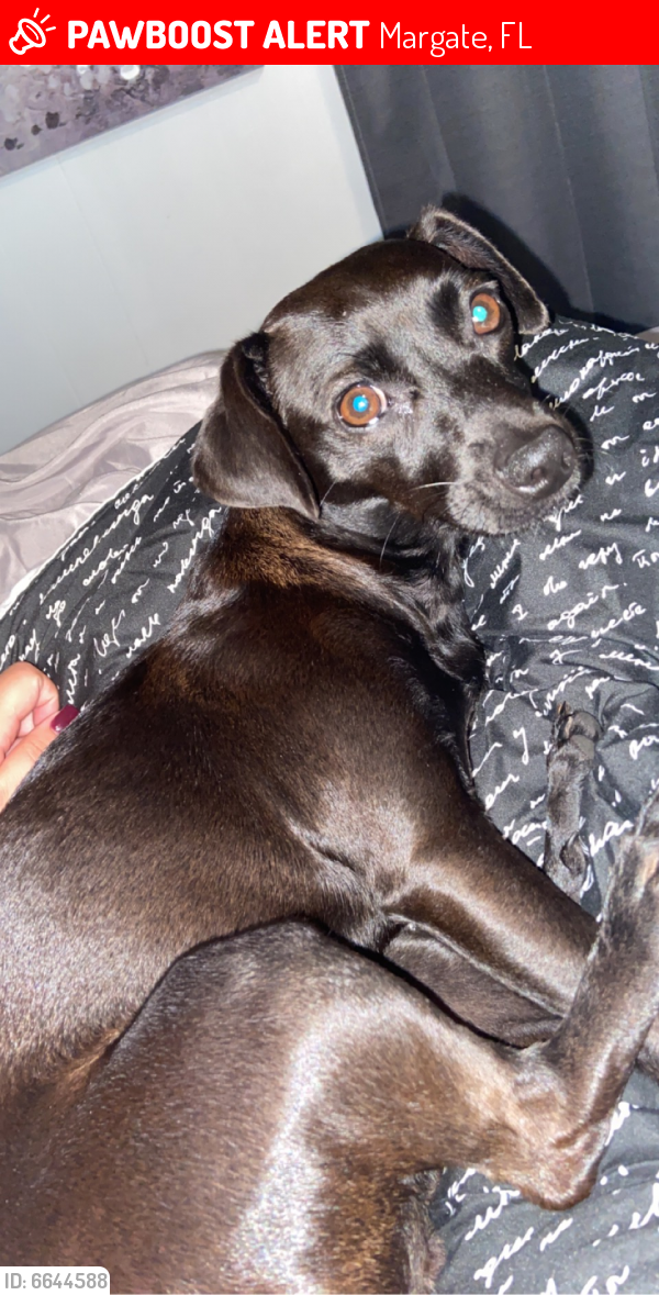 Lost Female Dog in Margate, FL 33063 Named N/A (ID