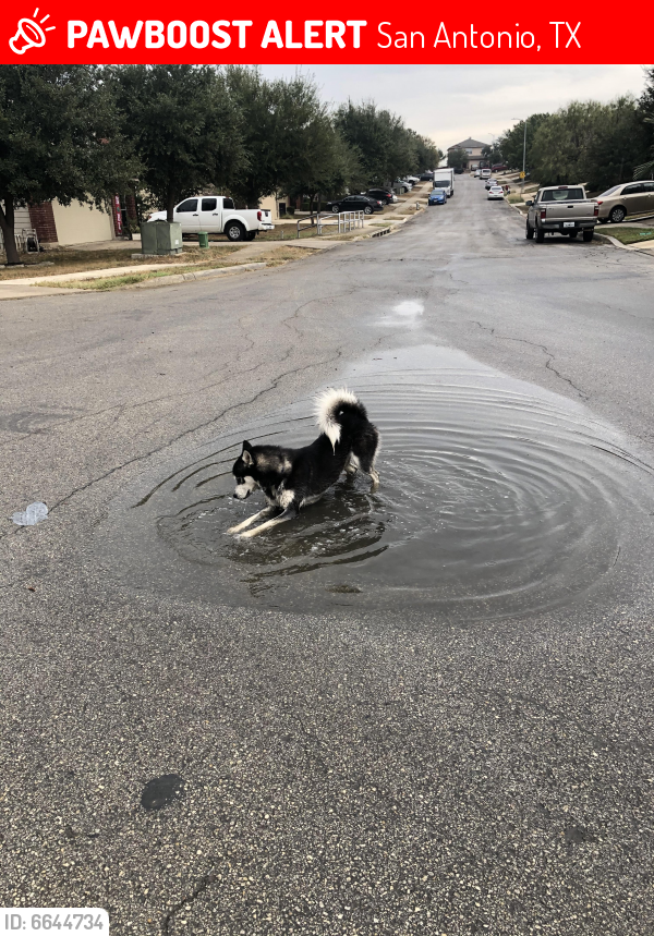 Lost Male Dog in San Antonio, TX 78252 Named Buddy (ID: 6644734) | PawBoost