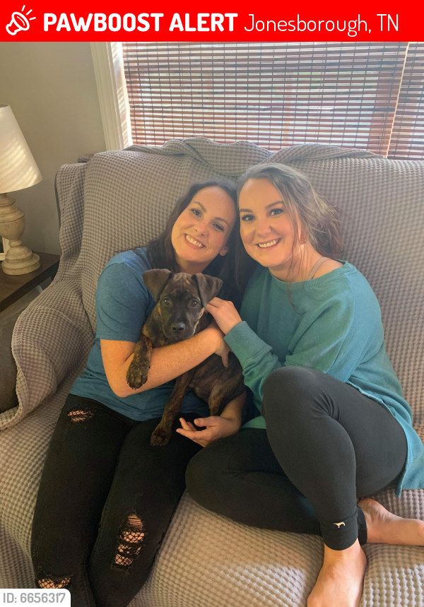 Lost Female Dog in Jonesborough, TN 37659 Named Demi (ID 6656317