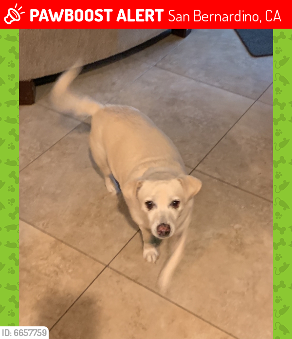 Lost Male Dog in San Bernardino, CA 92404 Named Snowball (ID: 6657759