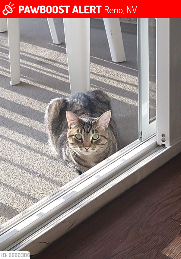 Lost Male Cat in Reno, NV 89506 Named Duke (ID 6660306) PawBoost