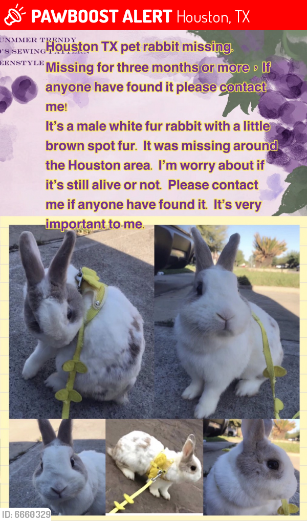 Lost Male Rabbit in Houston, TX 77036 Named Candy (ID 6660329) PawBoost