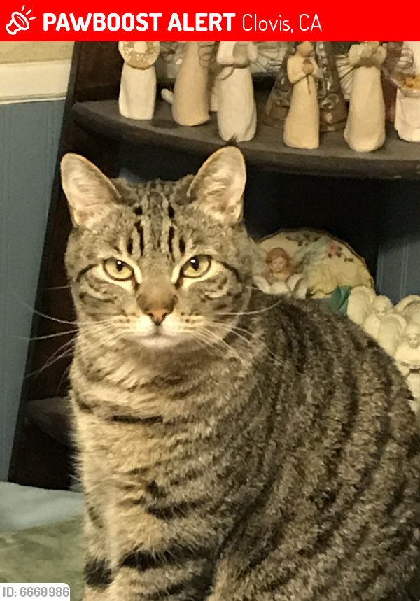 Lost Male Cat in Clovis, CA 93612 Named Dude (ID: 6660986 ...