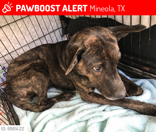 Lost Female Dog in Mineola, TX 75773 Named Brandi (ID 6661422) PawBoost